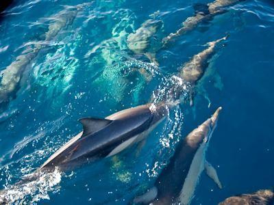 Salamander Bay Bed And Breakfast ภายนอก รูปภาพ